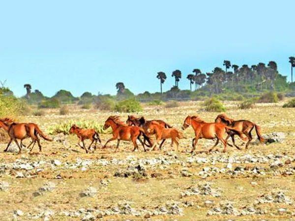 Northern Sri Lanka tour, tailor made