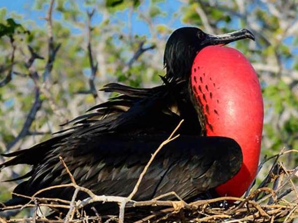 Machu Picchu and Galapagos vacation