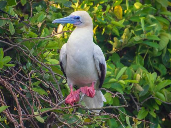 Machu Picchu and Galapagos vacation