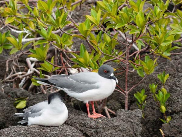 Machu Picchu and Galapagos vacation