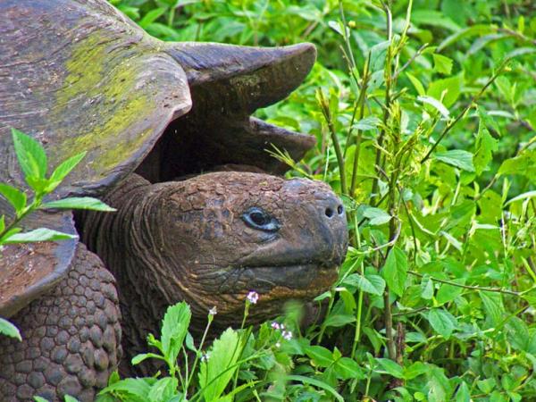 Machu Picchu and Galapagos vacation