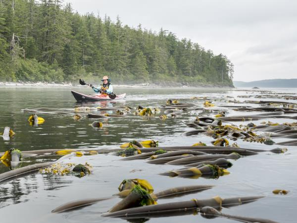 Kayak with orcas vacation in Canada