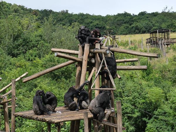 Volunteer with chimpanzees, South Africa