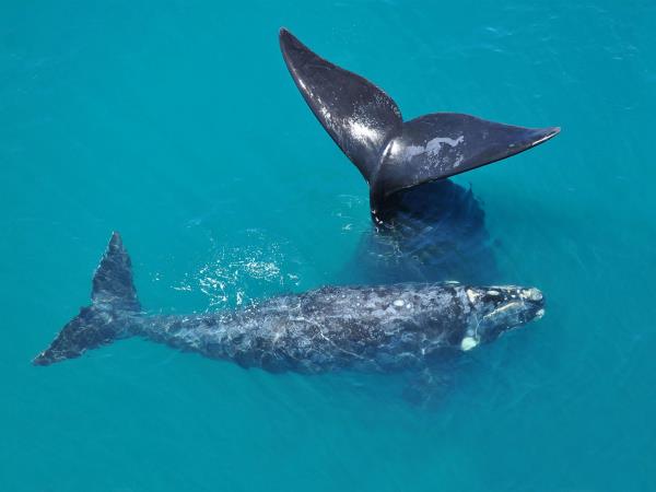 Patagonia wildlife vacation, tailormade