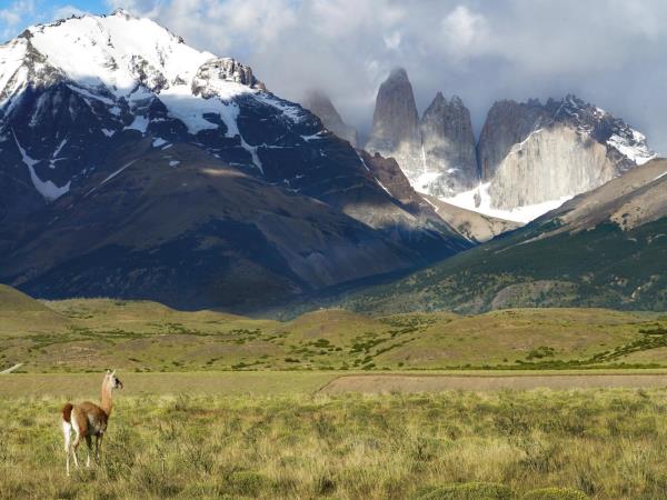 Patagonia wildlife vacation, tailormade