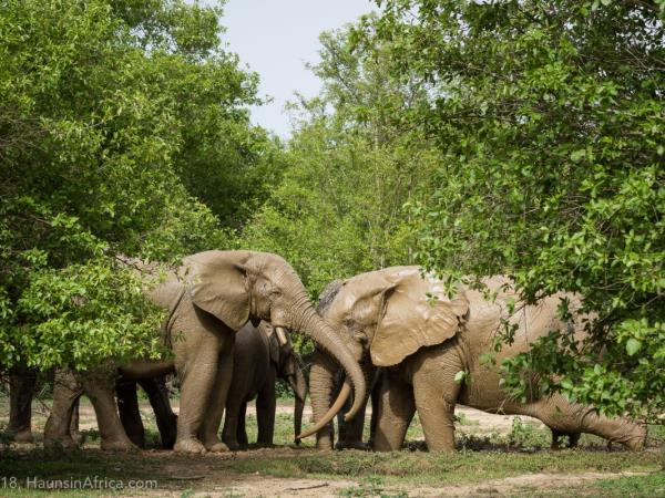 Ghana wildlife safari, 4 days