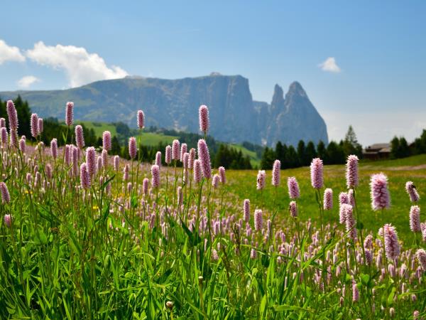 Walking in the Dolomites small group vacation