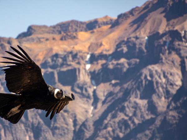Peru & Bolivia small group tour