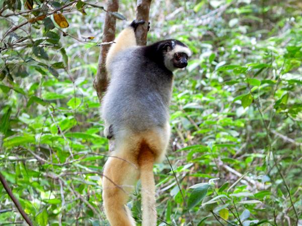 Volunteer with Lemurs in Madagascar