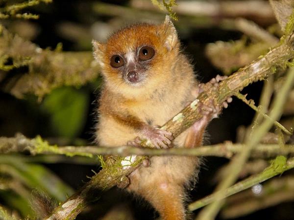 Volunteer with Lemurs in Madagascar