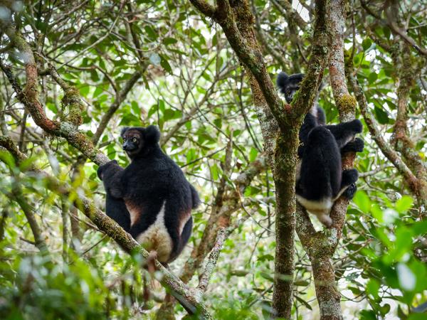 Volunteer with Lemurs in Madagascar