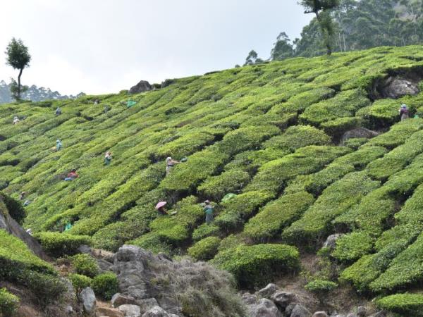 Tamil Nadu and Kerala tour, Backwaters & beyond