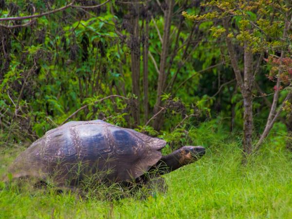 Galapagos cruise and Amazon jungle lodge