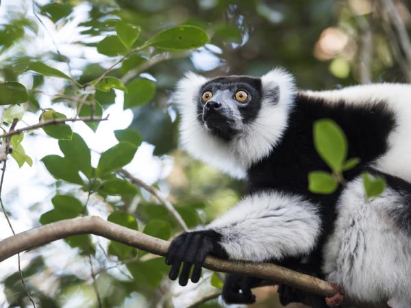 Southern Madagascar holidays, Lemurs, baobabs & beaches 