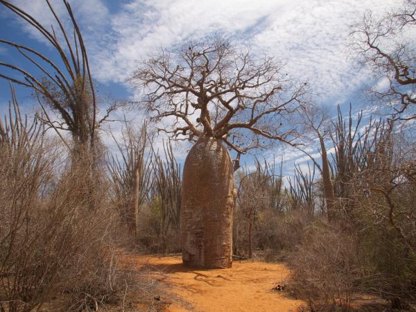 Southern Madagascar tour