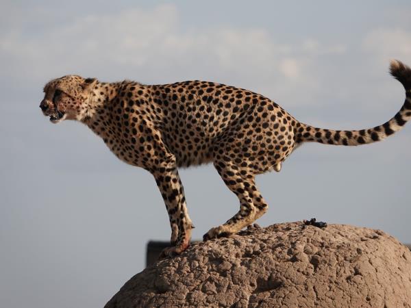Culture and history of Kenya vacation