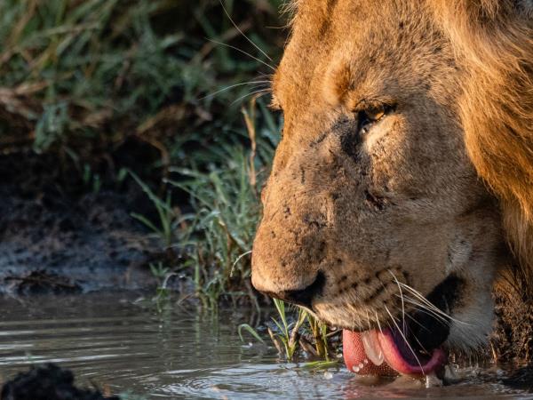 Family safari adventure holiday in Kenya