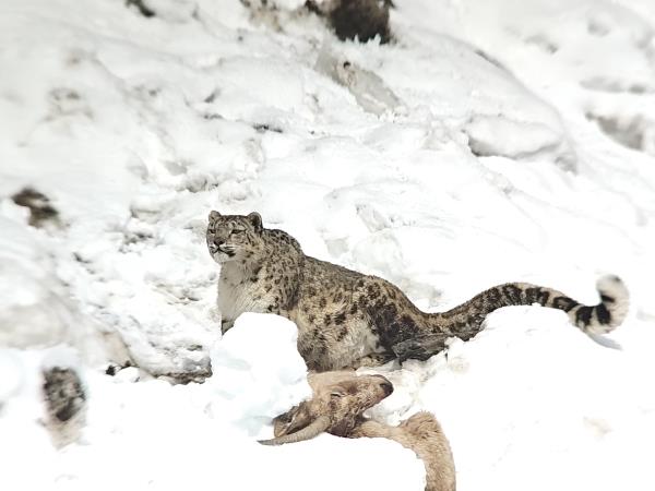 Snow leopard trek in Ladakh, India