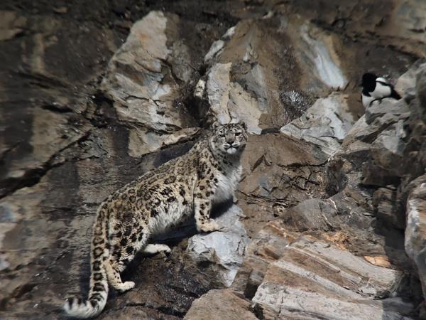 Snow leopard trek in Ladakh, India