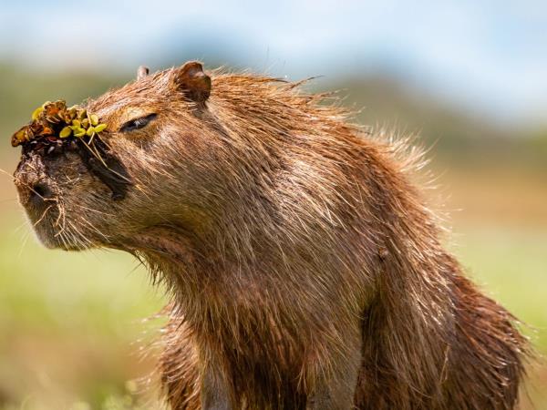 Wild Argentina vacation, tailor made