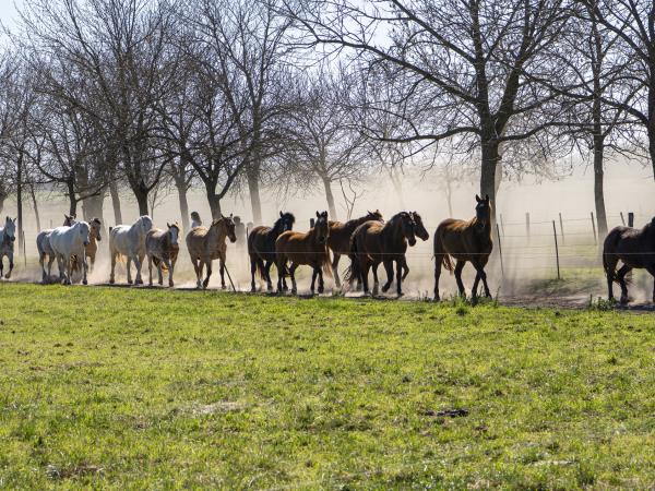Wild Argentina vacation, tailor made