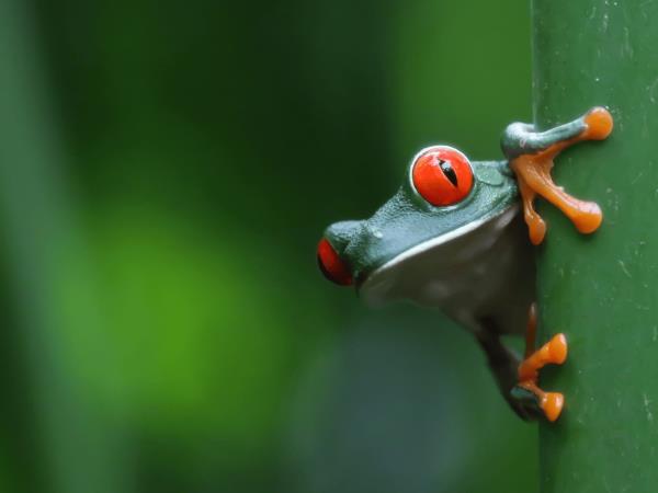 Costa Rica on a shoestring, self drive vacation