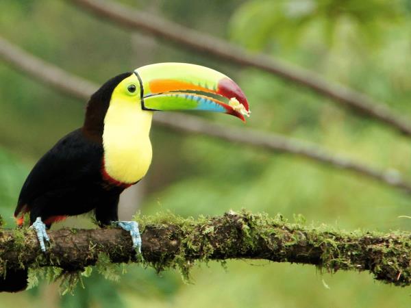 Costa Rica on a shoestring, self drive vacation