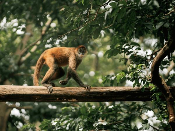 Costa Rica on a shoestring, self drive vacation