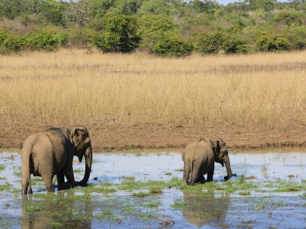Sri Lanka guided country tour