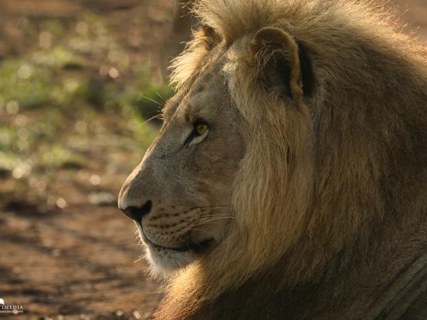 Eswatini safari for visually impaired travellers