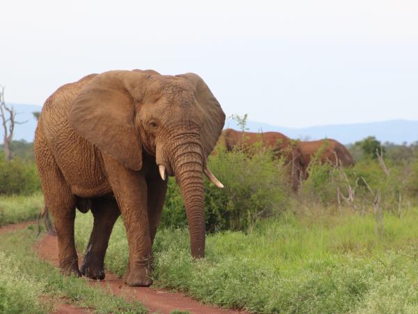 Eswatini safari for visually impaired travellers