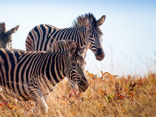 Eswatini safari for visually impaired travellers