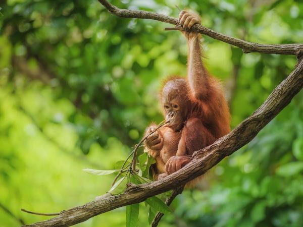 Borneo wildlife photography tour