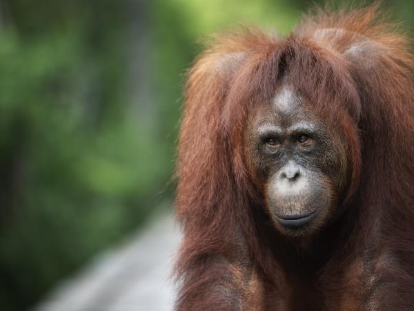 Borneo wildlife photography tour