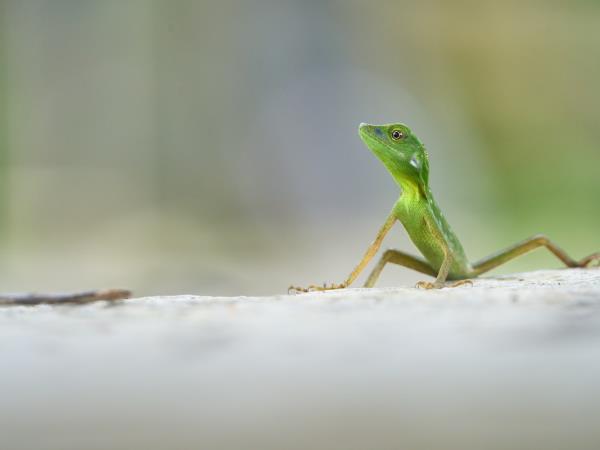 Borneo wildlife photography tour