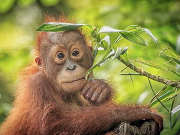 Borneo wildlife photography tour