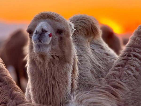 Mongolia adventure vacation, off the beaten track