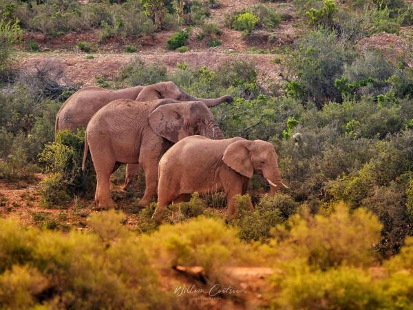 Family wildlife volunteering vacation, South Africa