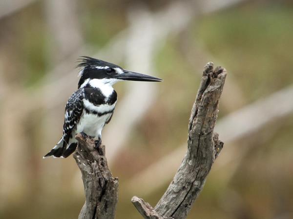 Wilderness conservation vacation, South Africa