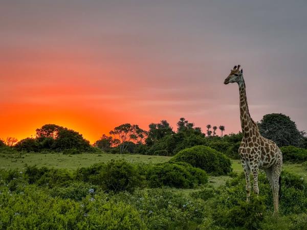 Wilderness conservation vacation, South Africa