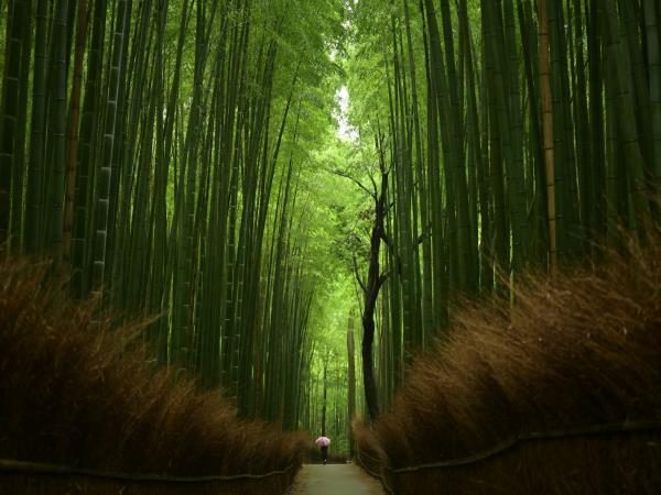 Japan adventure vacation on a budget
