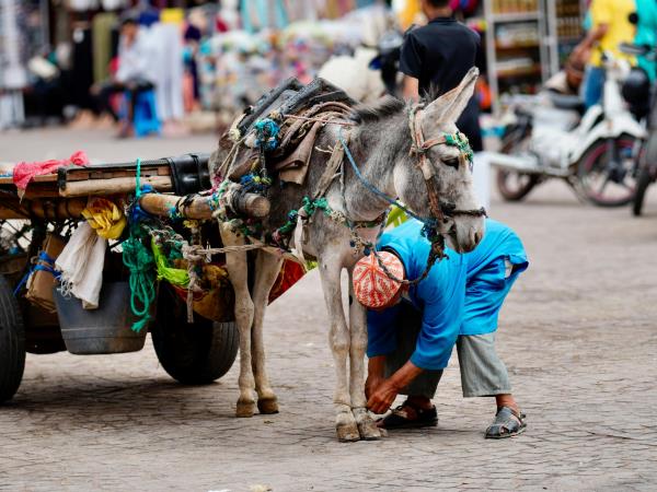 Private Morocco cultural tour, tailor made