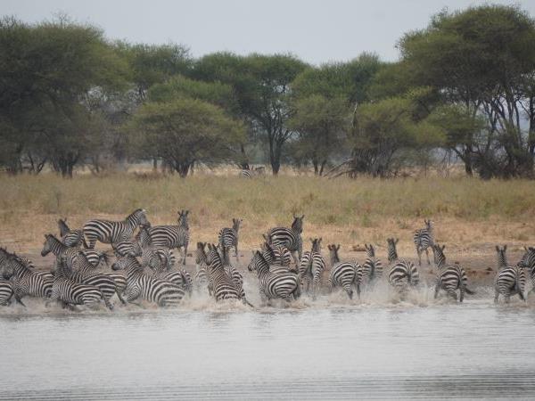 Tanzania on a budget, 4 day tour