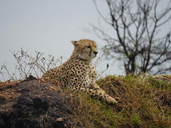 Tanzania on a budget, 4 day tour