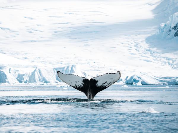 Luxury Chile & Antarctic cruise vacation