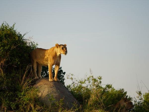 Serengeti migration safari in Tanzania