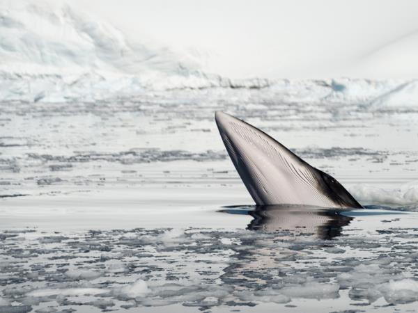 Active Argentina and Antarctic cruise vacation