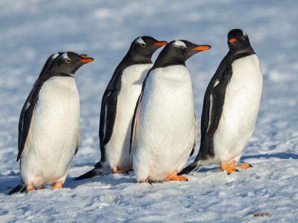 Active Argentina and Antarctic cruise vacation