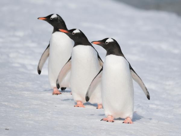 Patagonia and Antarctica vacation