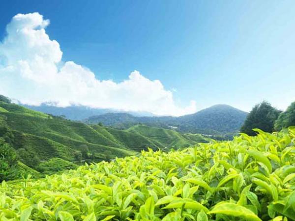 Kerala tailor made vacation